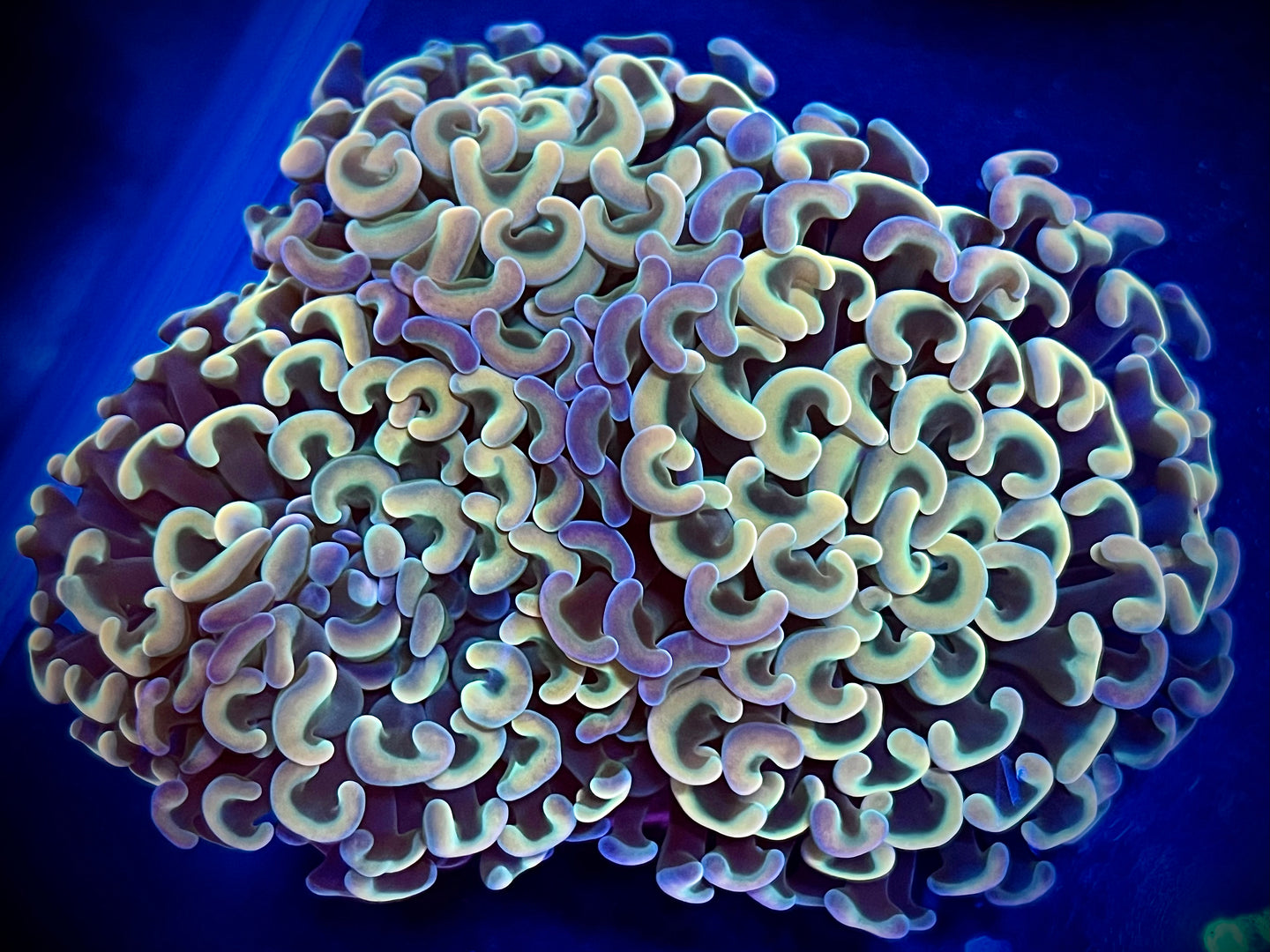 Holy Grail Branching Hammer Coral