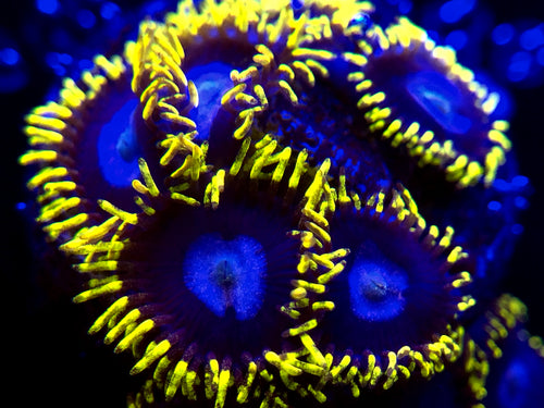 Frozen Hornet Zoa