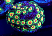 Load image into Gallery viewer, Rasta Zoanthid