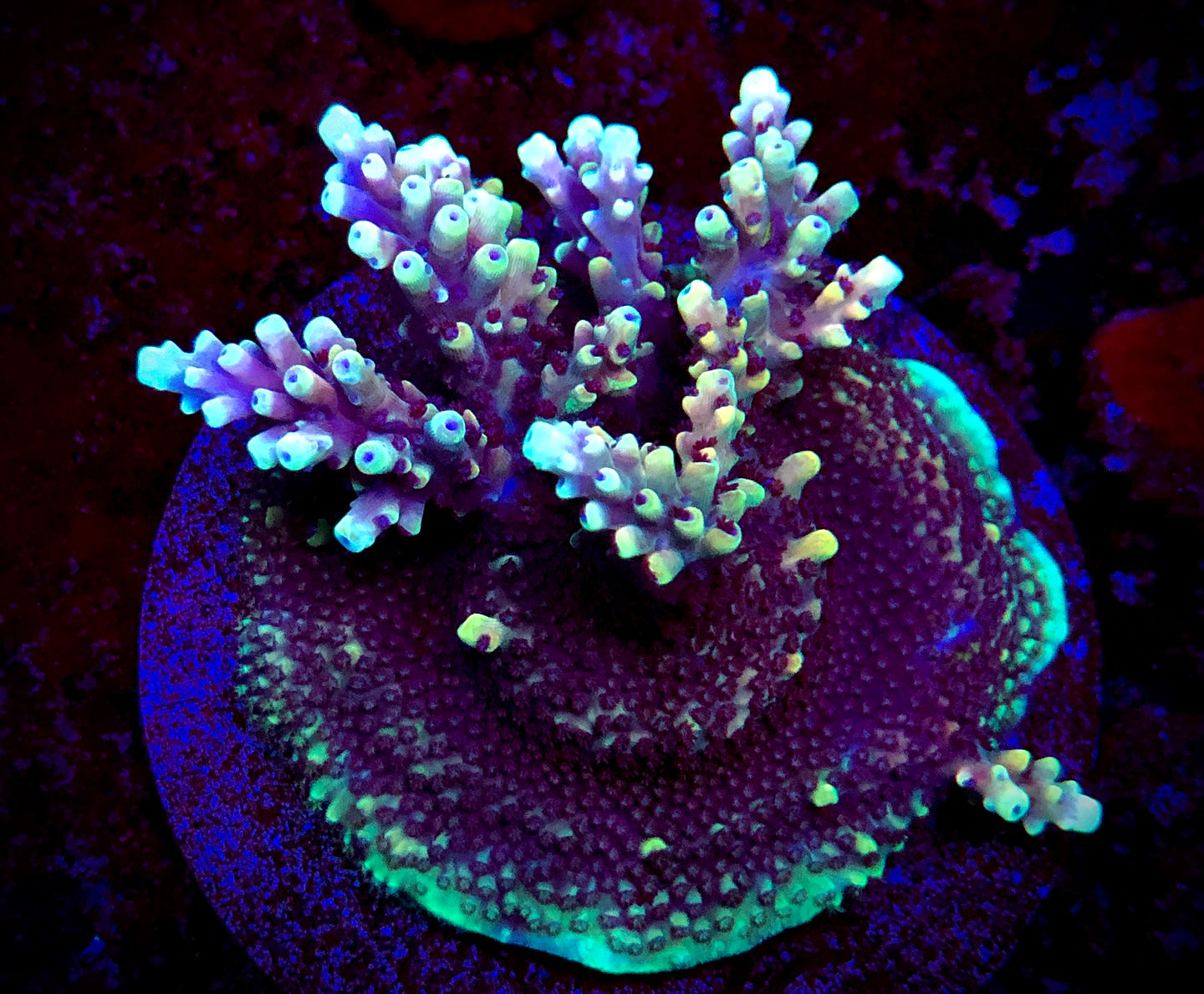 RR Kraken Acropora