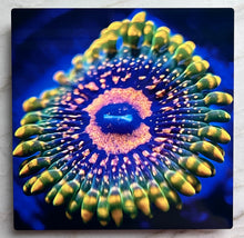 Load image into Gallery viewer, Grand Master Krakatoa Zoa Metal Art Print