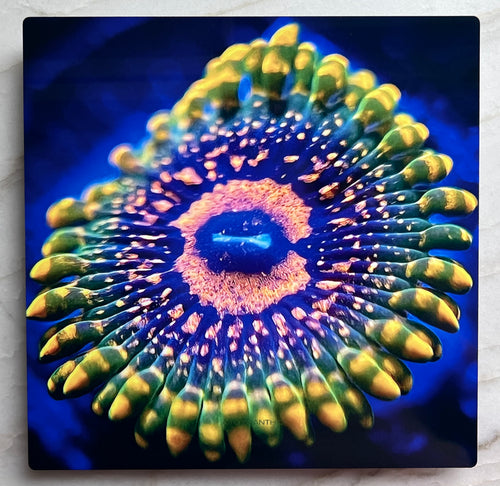 Grand Master Krakatoa Zoa Metal Art Print