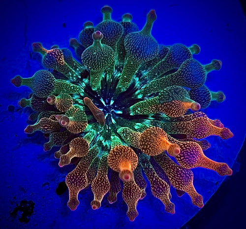 ECC Nexus Burst Bubbletip Anemone