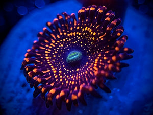WWC Illuminati Zoanthid