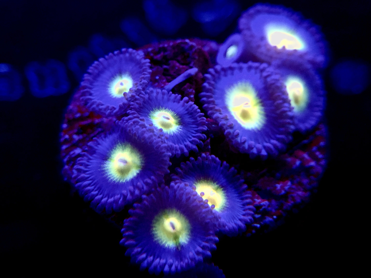 WWC AOI Zoanthid