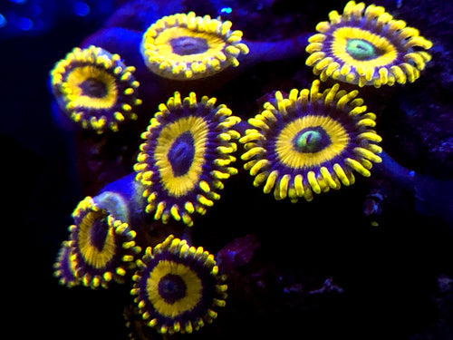 LA Lakers Zoanthid