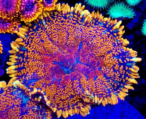 Superman Rhodactis