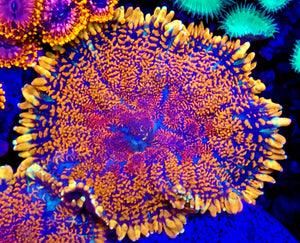 Superman Rhodactis