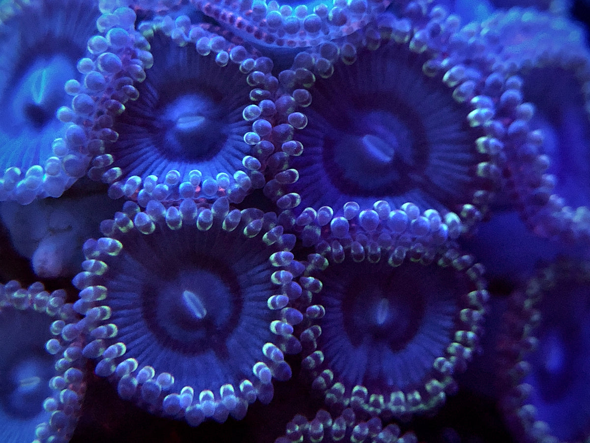 Frozen Armageddon Zoanthid A to Zoanthid