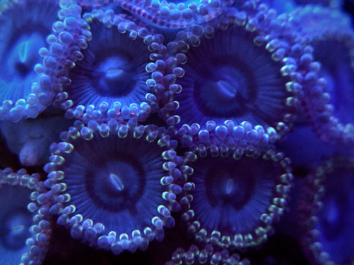 Frozen Armageddon Zoanthid