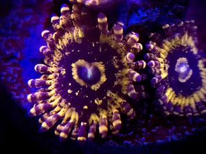 Gold Maul Zoanthid