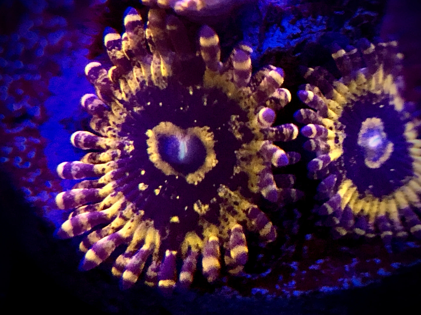 Gold Maul Zoanthid