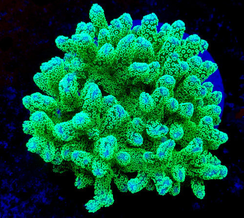 Neon Green Stylophora