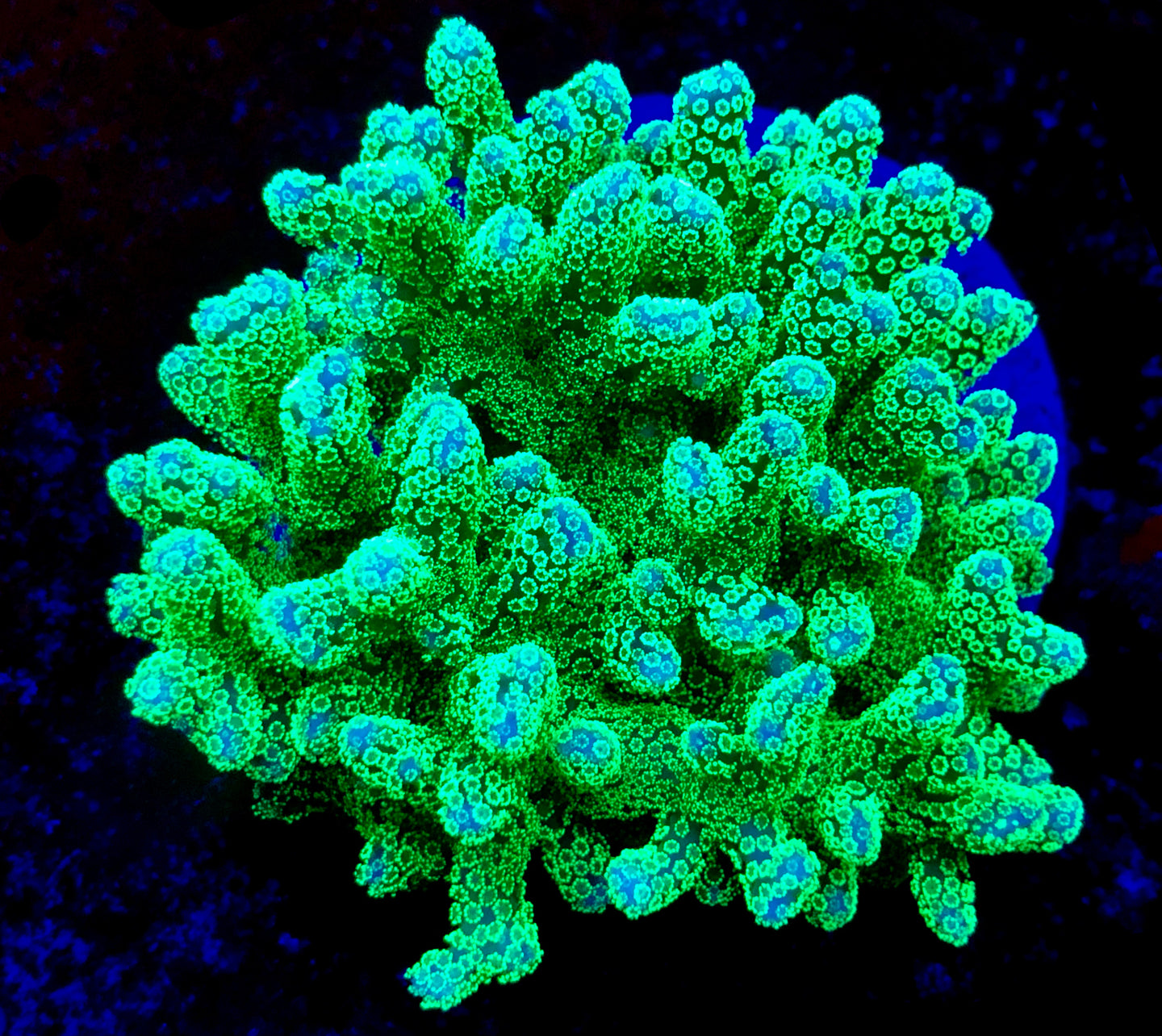 Neon Green Stylophora