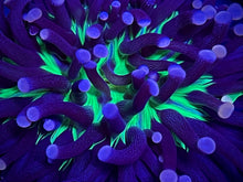 Load image into Gallery viewer, Aussie Joker Torch