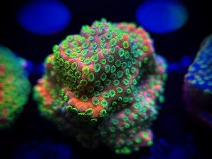 WYSIWYG Sunset Montipora