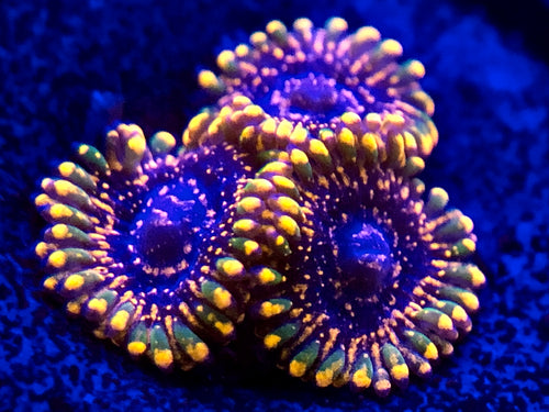 Emperor V2 Zoa