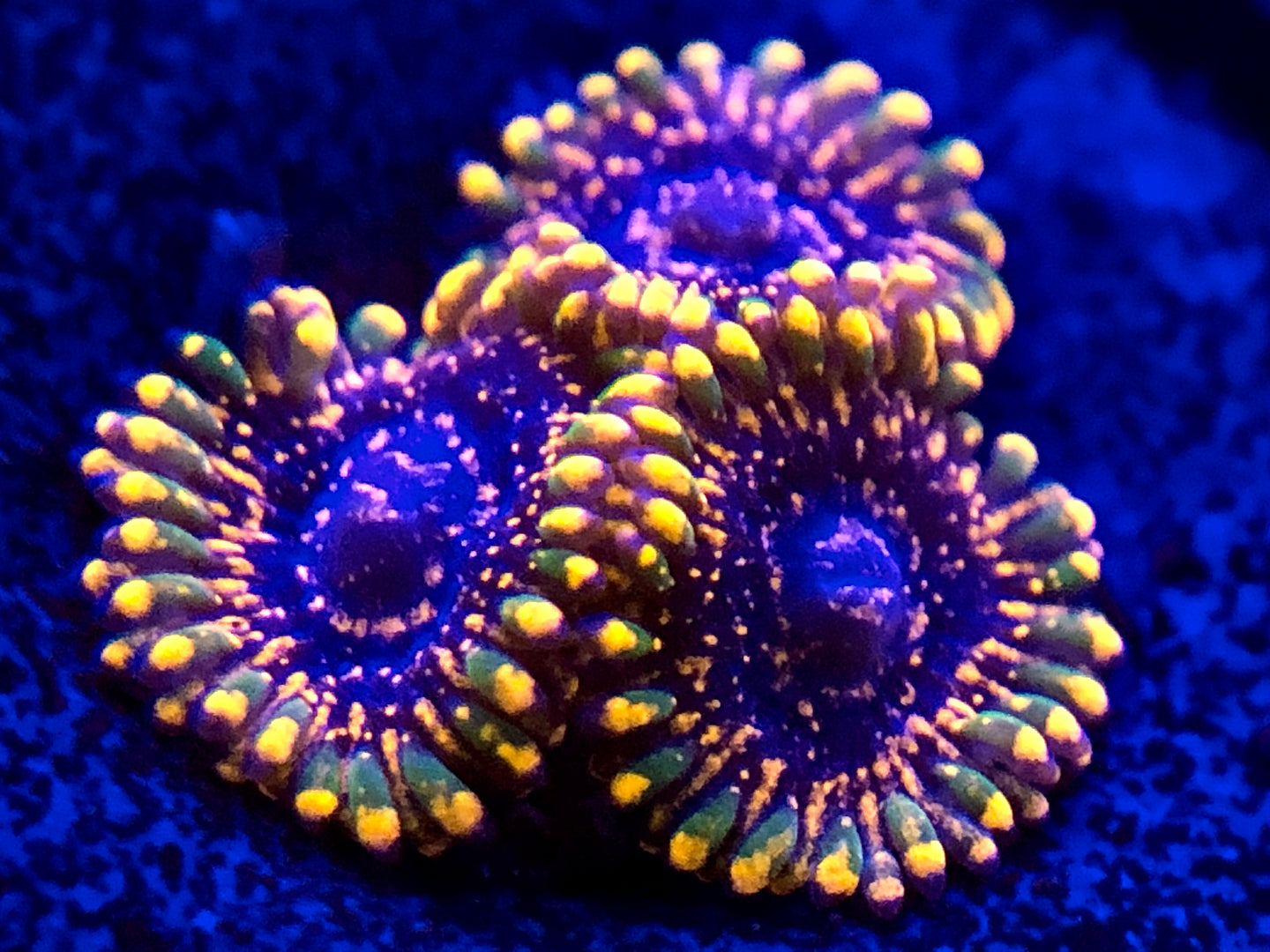 Emperor V2 Zoa