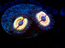 Load image into Gallery viewer, LC Vampire Slayer Zoanthid