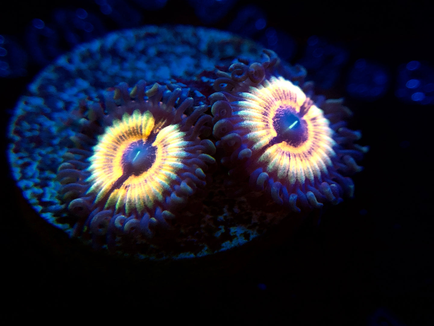 LC Vampire Slayer Zoanthid