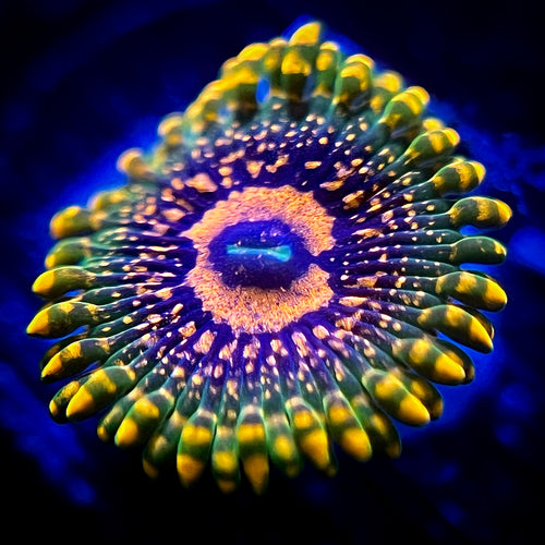 Grand Master Krakatoa Zoanthid
