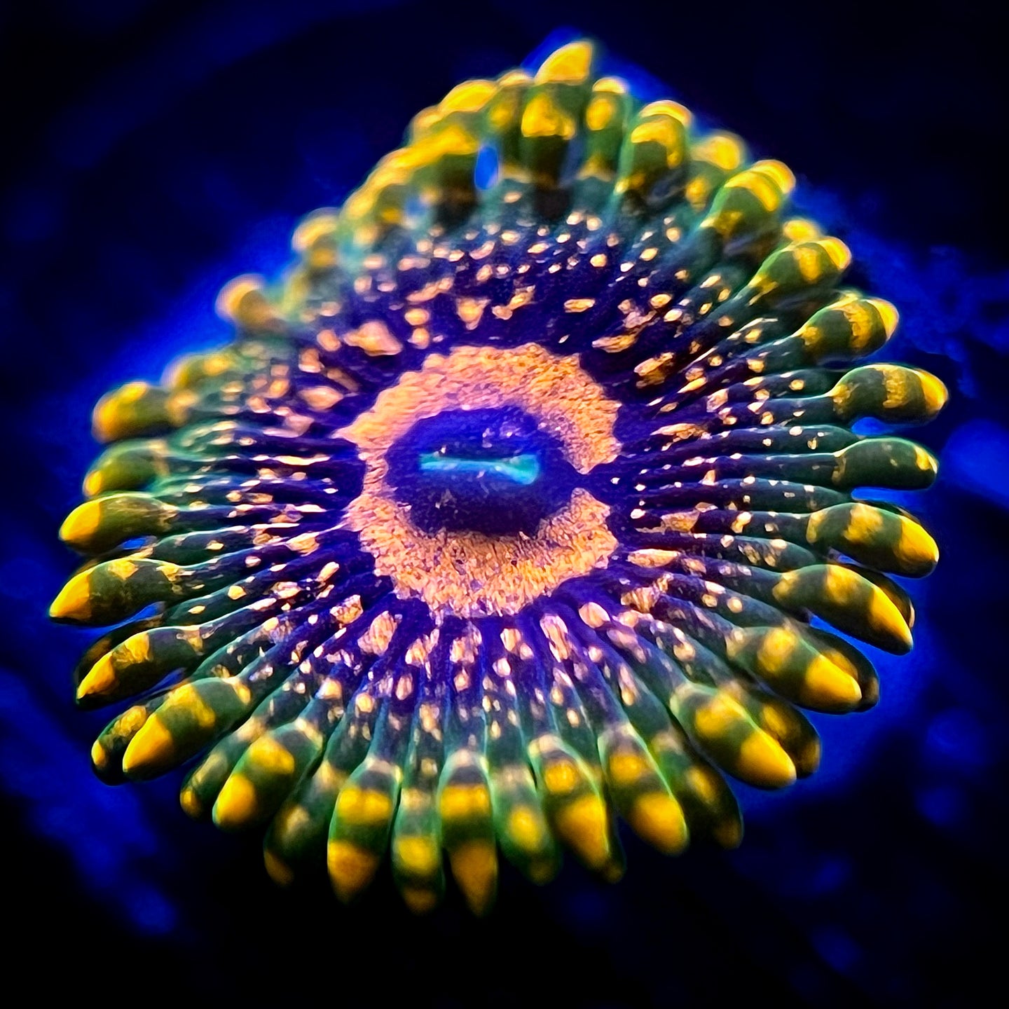 Grand Master Krakatoa Zoanthid