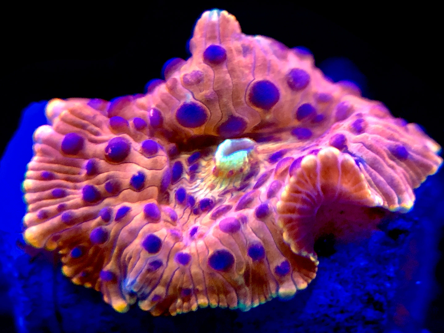 Ultra Superman Discosoma Mushroom