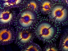 Load image into Gallery viewer, A to Z Zodiac Zoanthid