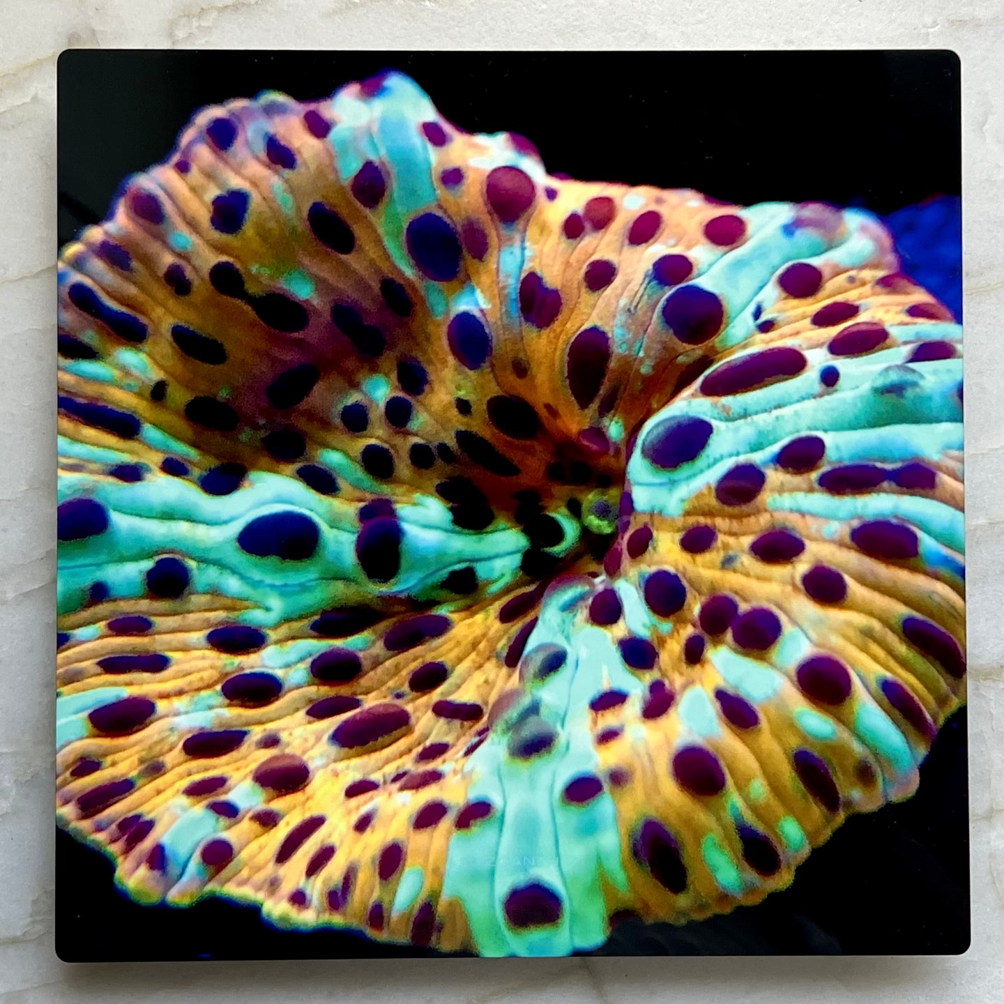 Electric Leopard Mushroom Metal Art Print