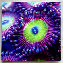 Load image into Gallery viewer, Candy Apple Pink Zoa Metal Art Print