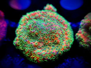 WYSIWYG Sunset Montipora