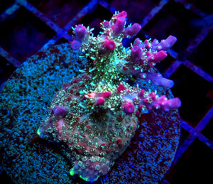 Tyree Pinky the Bear Acropora