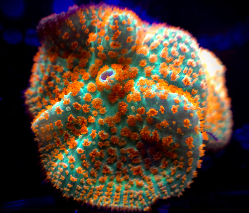 Forest Fire Rhodactis Mushroom
