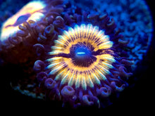 Load image into Gallery viewer, LC Vampire Slayer Zoanthid