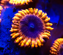 Load image into Gallery viewer, Lunar Eclipse Zoanthid