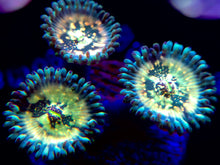 Load image into Gallery viewer, Hawaiian Ding Dang Zoanthid