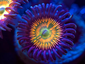 Sunny D Zoanthid