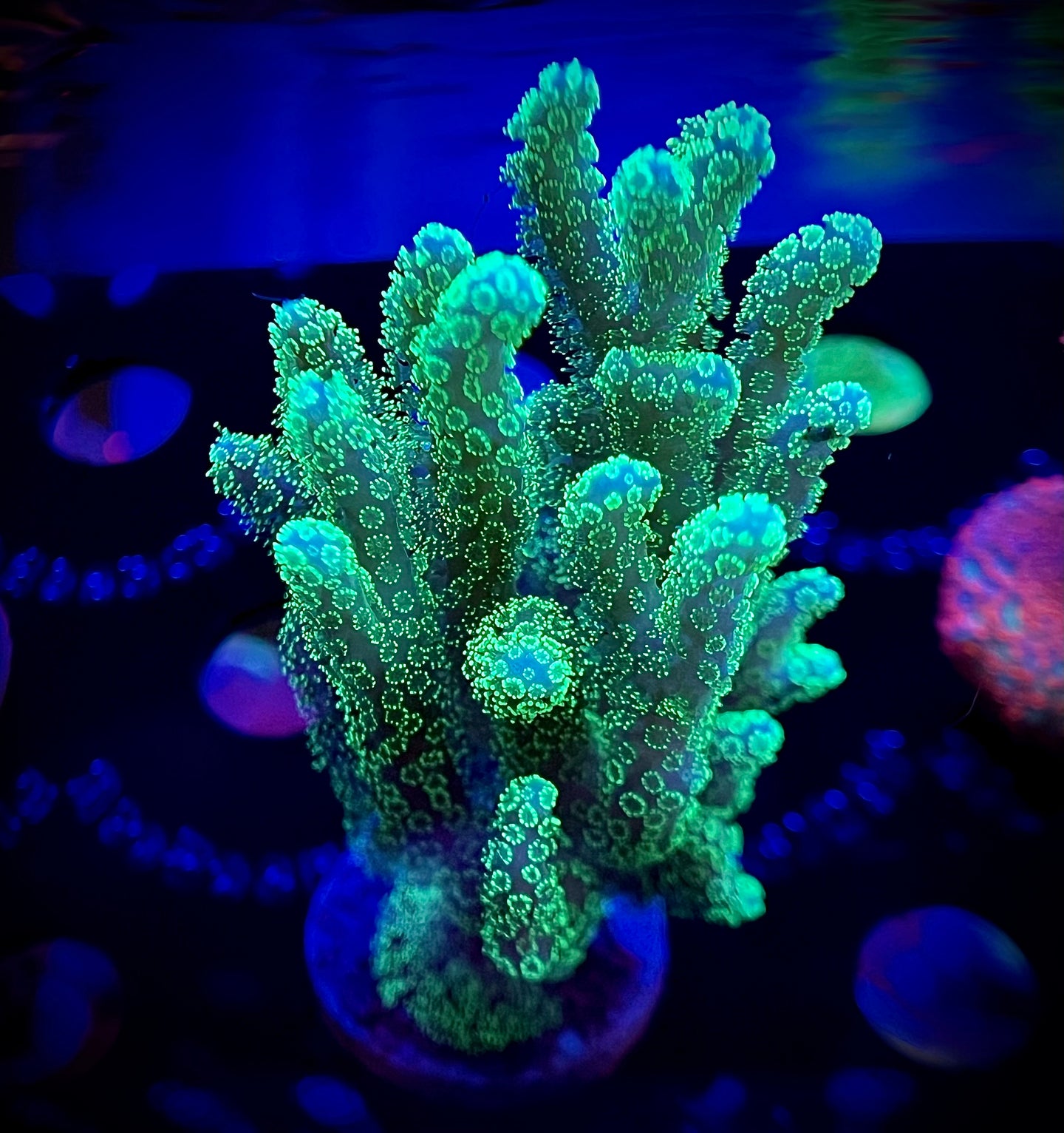 WYSIWYG Neon Green Stylophora