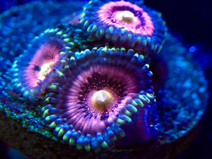Space Haze Zoanthid
