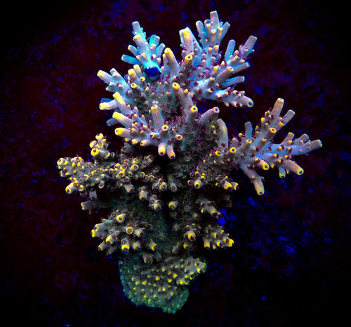 Pink Floyd Acropora