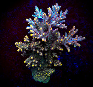 Pink Floyd Acropora