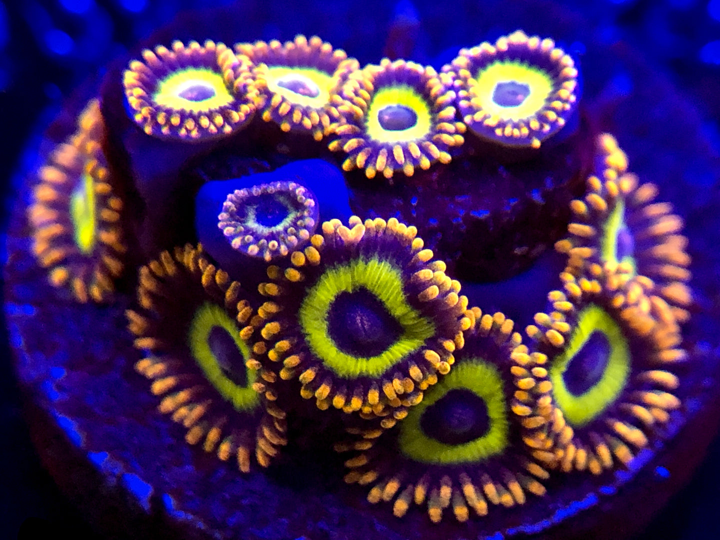 Fruit Loops Zoanthid