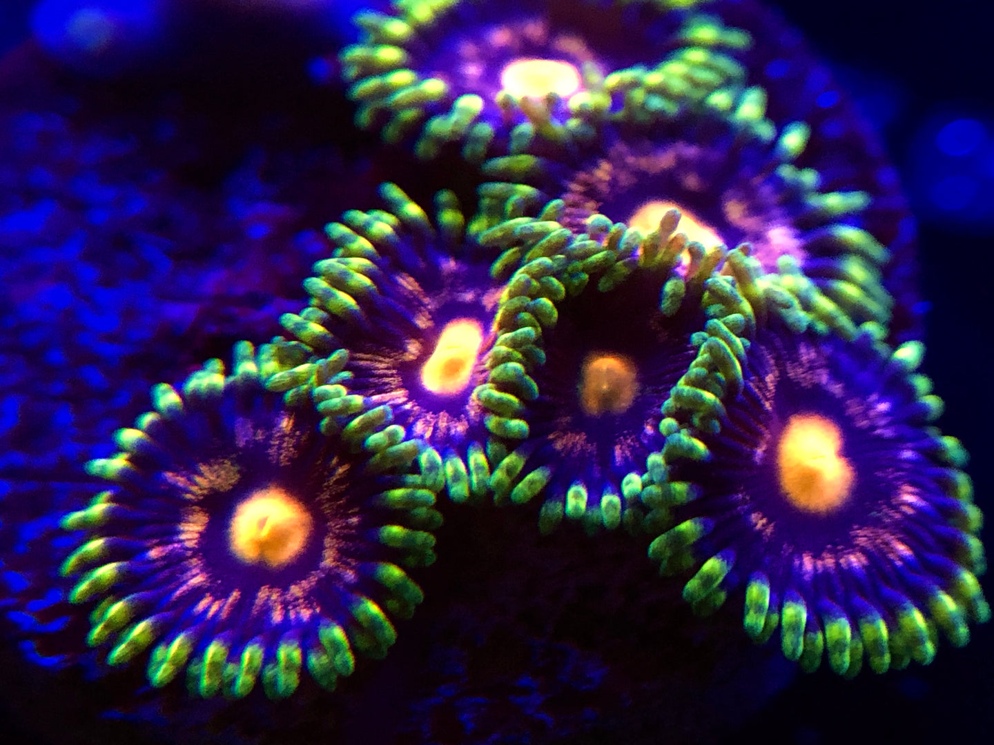Jason Fox Ass Monkey Zoanthid