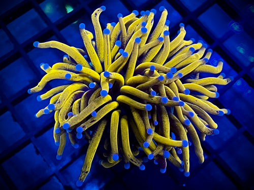 Sungod Torch Coral