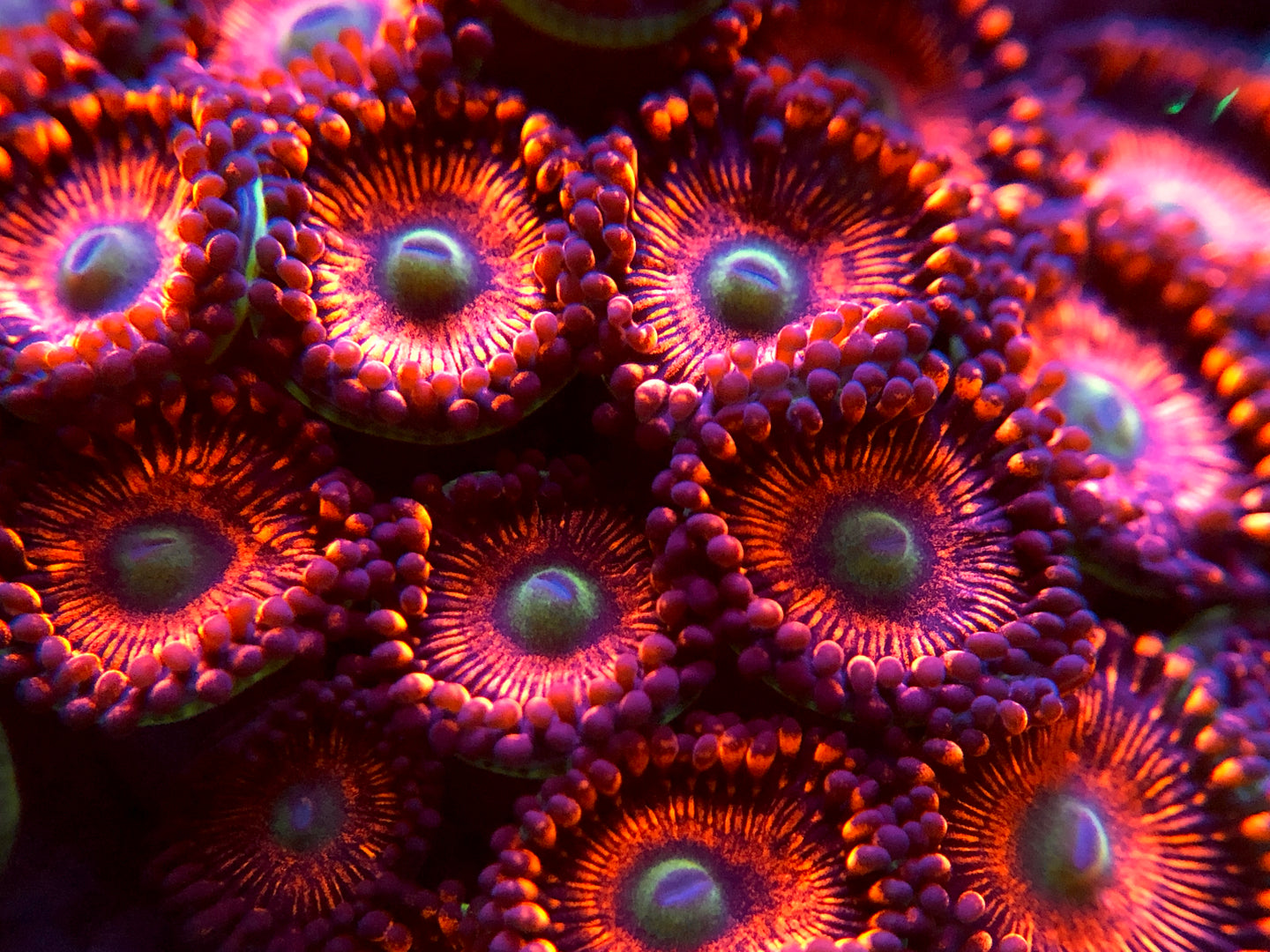 Hyper Phoenix Zoanthid