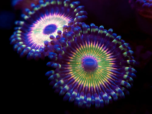 Hyper Jubilee Zoanthid
