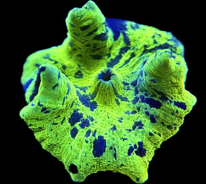 Kryptonite Jawbreaker Mushroom