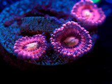 Load image into Gallery viewer, Playboy Bunny Zoanthid