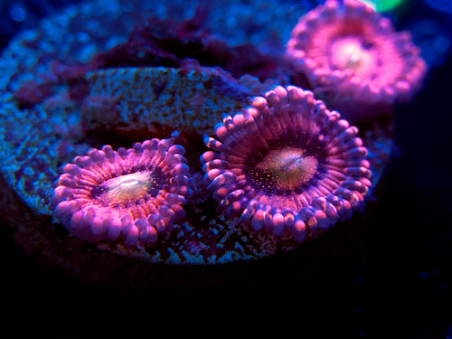 Playboy Bunny Zoanthid