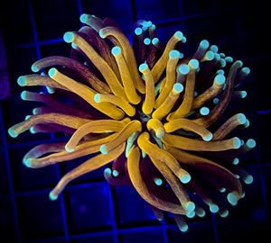 Tiger Torch Coral